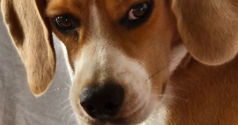 patricia dog sitter à LAON 02000_0