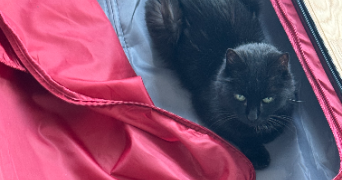 anaïs pet sitter à ASNIERES SUR SEINE 92600_0