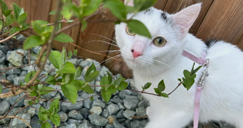 sohlene pet sitter à TRIEUX 54750_6