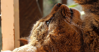 margot pet sitter à ANNECY 74000_3