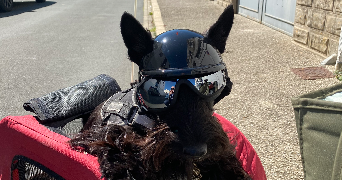 stephan pet sitter à DOMPIERRE SUR MER 17139_4
