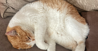 clémence pet sitter à MONTPELLIER 34070_2