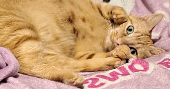 yaelle pet sitter à TOULOUSE 31000_1