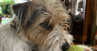 chloé pet sitter à ROUEN 76100_6