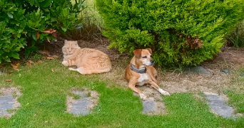 sarah pet sitter à MONTJEAN 53320_1