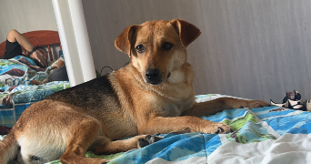 amelie pet sitter à CALAIS 62100_3