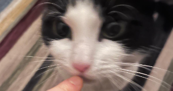 charlotte pet sitter à PARIS 20 75020_1