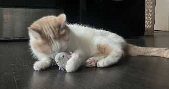 léa pet sitter à MONTBELIARD 25200_3