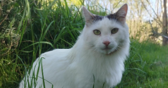 marion pet sitter à Ambillou 37340_1