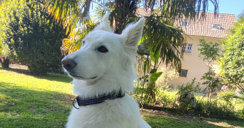 althea pet sitter à ANGOULEME 16000_3