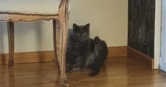 manon pet sitter à AGEN 47000_2