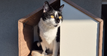 elena pet sitter à GRIGNON 73200_1