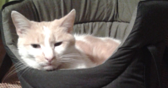 catherine pet sitter à CHAMPIGNY SUR MARNE 94500_1