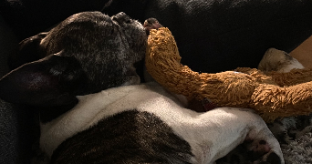 constance pet sitter à MONTREUIL 93100_6