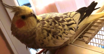 joanna pet sitter à VAUX LE PENIL 77000_2