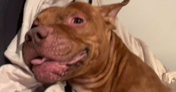 marie pet sitter à LE MESNIL LE ROI 78600_2