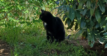 hélène pet sitter à PERRIGNY SUR L OGNON 21270_3