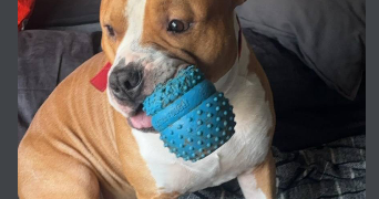 tessa pet sitter à VILLEURBANNE 69100_3