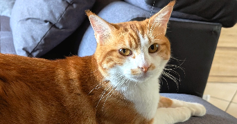 sandy pet sitter à TOUL 54200_0