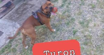 angela pet sitter à STRASBOURG 67200_18