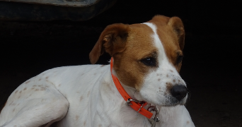 Sabrina pet sitter à Saint-Cannat 13760_2