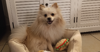 léa pet sitter à VILLEURBANNE 69100_0