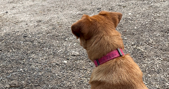 inès pet sitter à BURES SUR YVETTE 91440_4