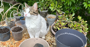 sabrina pet sitter à VERNON 27200_1