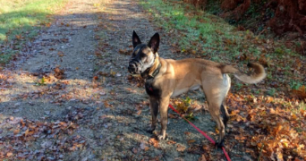 laura pet sitter à LOUDEAC 22600_2