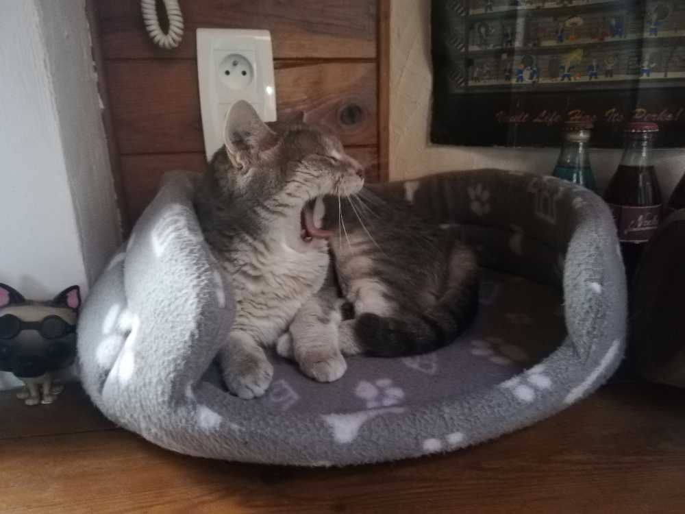 enzio pet sitter à Lyon 3 69003_1