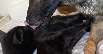 mélanie pet sitter à HERSERANGE 54440_7