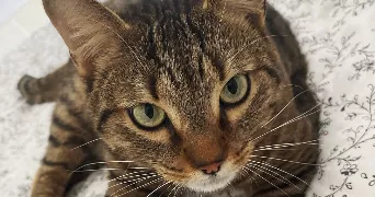 mat pet sitter à ARCUEIL 94110