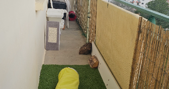 noé cat sitter à béziers 34500_6