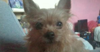 fanny pet sitter à VANNES 56000_2