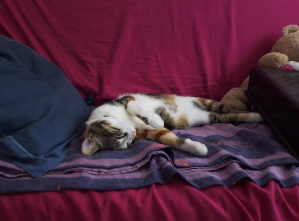 elora pet sitter à LABASTIDE BEAUVOIR 31450_4