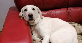 quentin dog sitter à DOUVAINE 74140_3