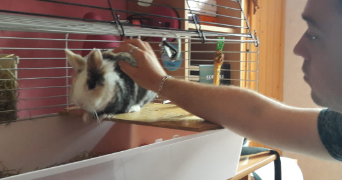 maud pet sitter à Chamagnieu 38460_3