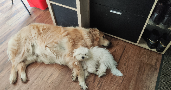 magali pet sitter à VAL DE VIRVEE 33240_4