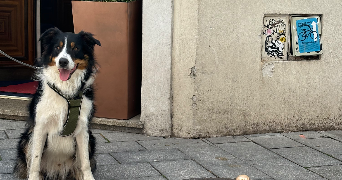 mélyne dog sitter à VIGNOUX SUR BARANGEON 18500_2