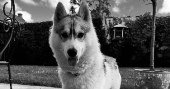 louise pet sitter à BEAUMETZ LES LOGES 62123_1