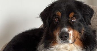 méline pet sitter à ST ALBAN D AY 07790_2