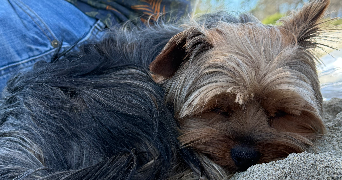 lilou lamaisonbyl  pet sitter à VESCOVATO 20215_9