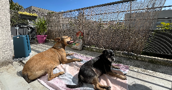 Alicia pet sitter à Aubervilliers 93300_5