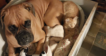 philippe pet sitter à Montreuil-sur-Barse 10270_2