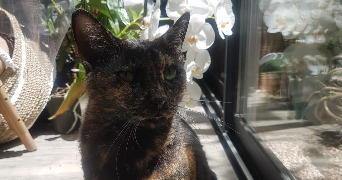 lila pet sitter à ST MANDRIER SUR MER 83430_4