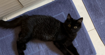 alicia pet sitter à FLEURIEUX SUR L ARBRESLE 69210_4