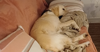 anne-marie pet sitter à Le Hinglé 22100_3