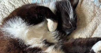 oria pet sitter à IVRY SUR SEINE 94200_1
