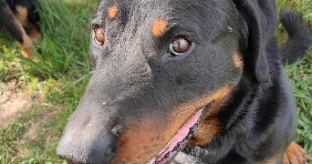 thomas pet sitter à LA FARE LES OLIVIERS 13580_5