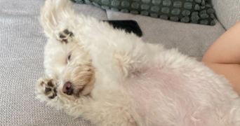 pauline pet sitter à STRASBOURG 67000_4